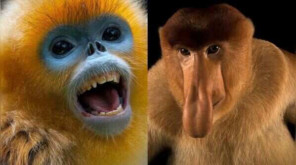 Meet 8 animals with strange noses that are not just for smelling