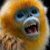 Snub-nosed monkey