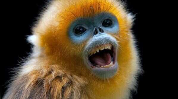 Snub-nosed monkey