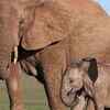 Article image for: Elephant