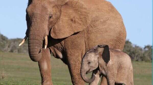 Elephant