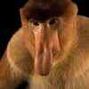 Proboscis monkey