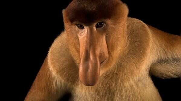 Proboscis monkey