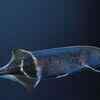 Elephantnose fish