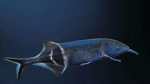 Elephantnose fish