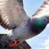 ​Homing pigeon​