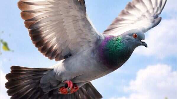 Homing pigeon