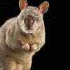 African giant pouched rat