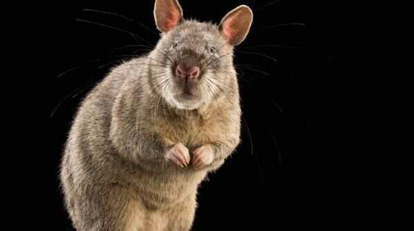 African giant pouched rat