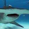Hammerhead shark
