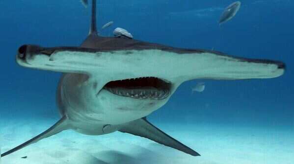 Hammerhead shark