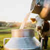 How to check the purity of milk at home?