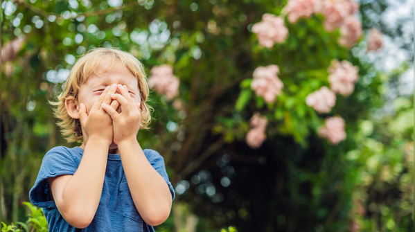 Insect bite allergy: