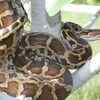 Indian rock python