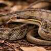 Common trinket snake
