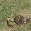 Checkered keelback