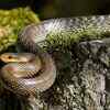 Rat snake