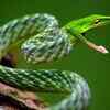 Green vine snake
