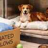 Article image for: Donate them to animal care