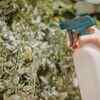 Thin and maintain plants