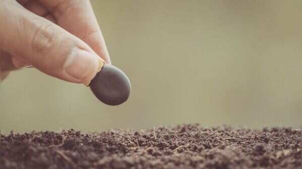 Sow seeds correctly