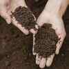 Article image for: Use well-draining <i class="tbold">soil</i>