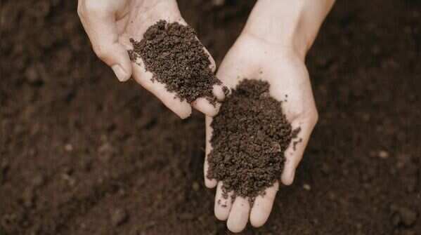 Use well-draining soil