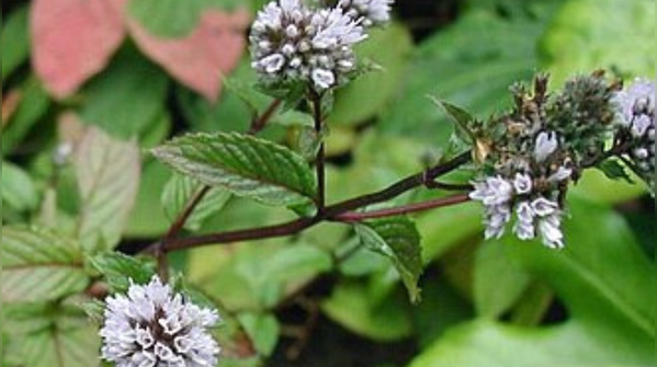 Peppermint