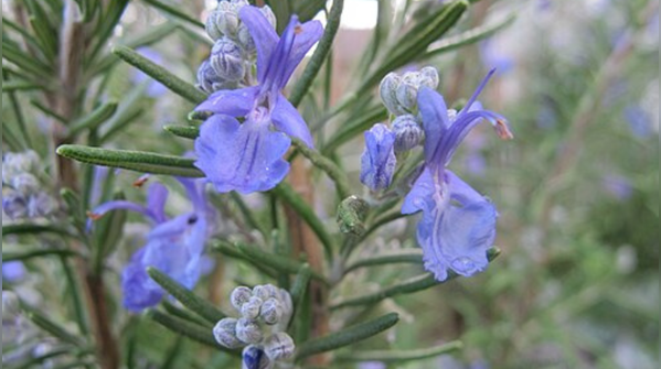 Rosemary