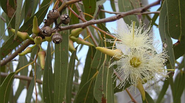 Eucalyptus