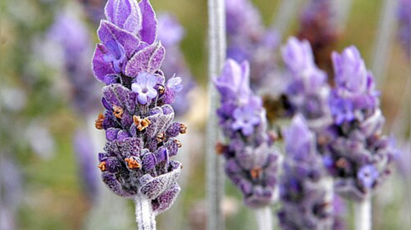 Lavender