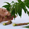 Medicinal perspective