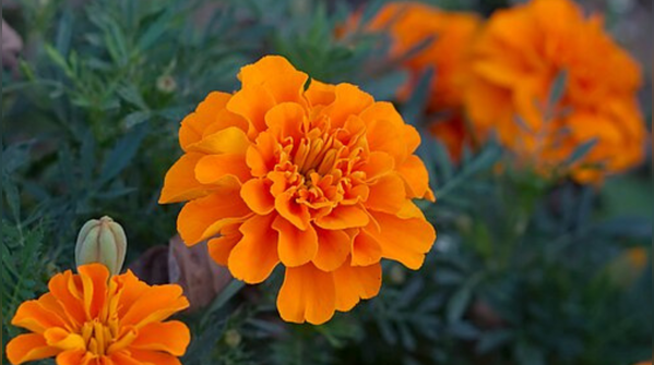 Marigold