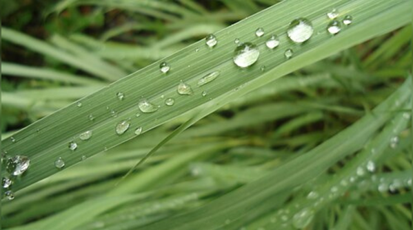 Lemongrass