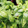 Article image for: <i class="tbold">basil</i>