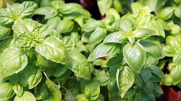 Basil