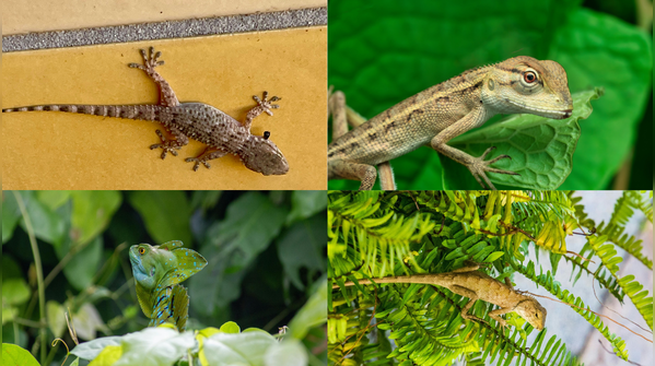 8 plants that keep lizards away from your home and garden