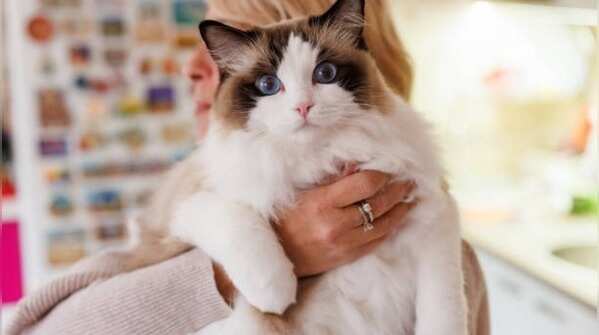 Soft and cuddly appearance