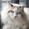 Article image for: Highly affectionate companions