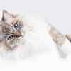 Gentle and calm temperament