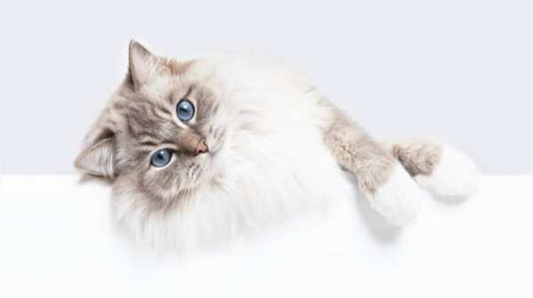 Gentle and calm temperament