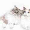 Article image for: Ragdoll: 6 reasons why this cat breed is good for children
