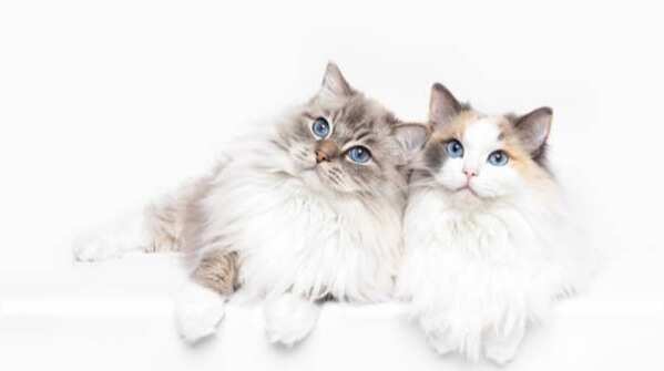 Ragdoll: 6 reasons why this cat breed is good for children