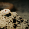 Article image for: 8 most rattlesnake‑infested areas from the Canadian to the Mexican mountain ranges