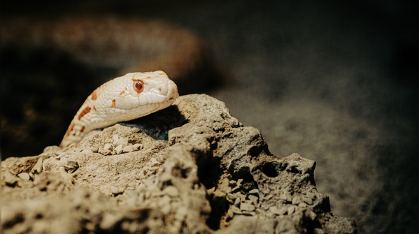 8 most rattlesnake‑infested areas from the Canadian to the Mexican mountain ranges