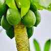 Papaya (Dwarf Variety)