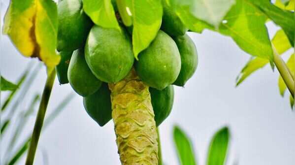 Papaya (Dwarf Variety)