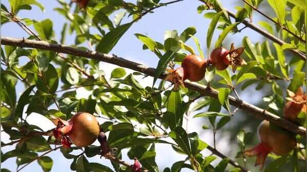 Pomegranate