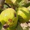 Guava (Dwarf Variety)