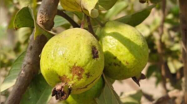 Guava (Dwarf Variety)